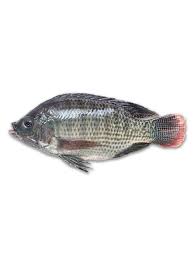 tilapia 800/1000gr per piece